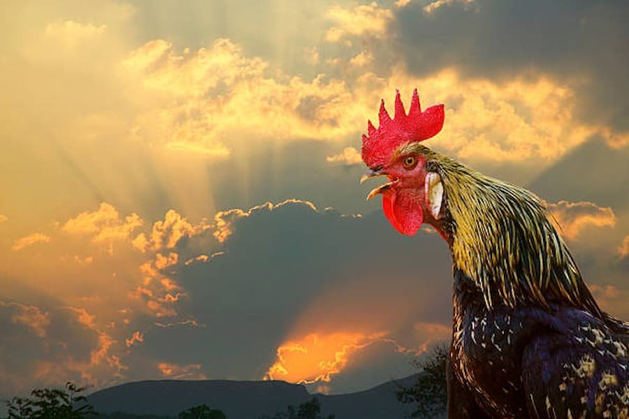Rooster Crows in Different Religions