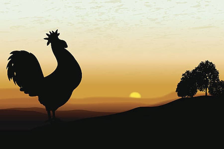 Spiritual Explanation of Rooster Crowing at Night