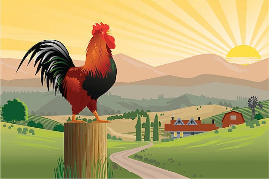 Spiritual Symbolism of rooster crowing