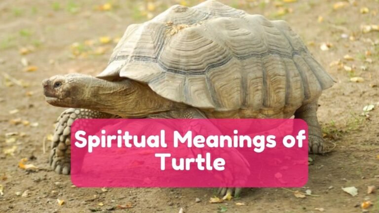 10 Spiritual Meanings of Turtle, Shell, Eggs & Symbolisms