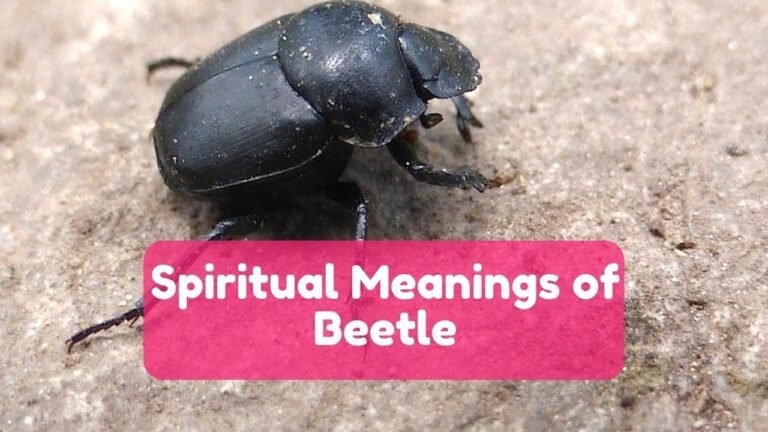 14 Spiritual Meanings of Beetle in Dream and Symbolisms