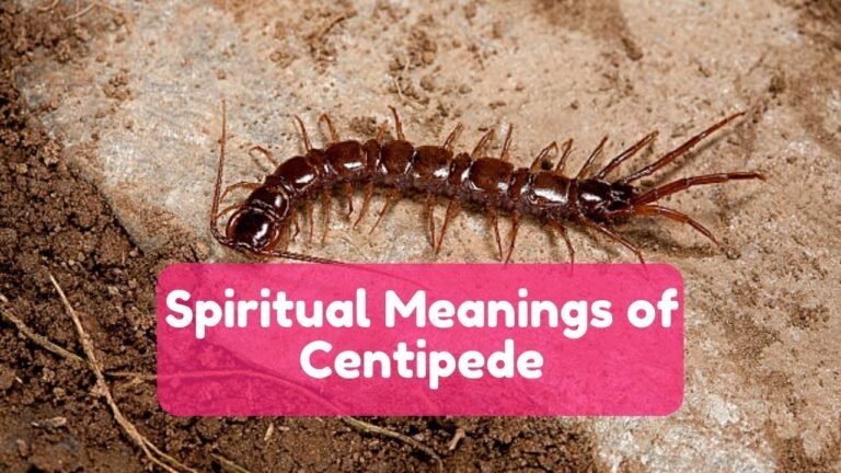 14 Spiritual Meanings of Centipede & Symbolism