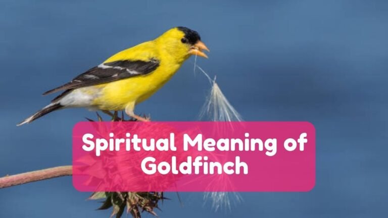 8 Spiritual Meaning of Goldfinch, Dreams & It’s Symbolism