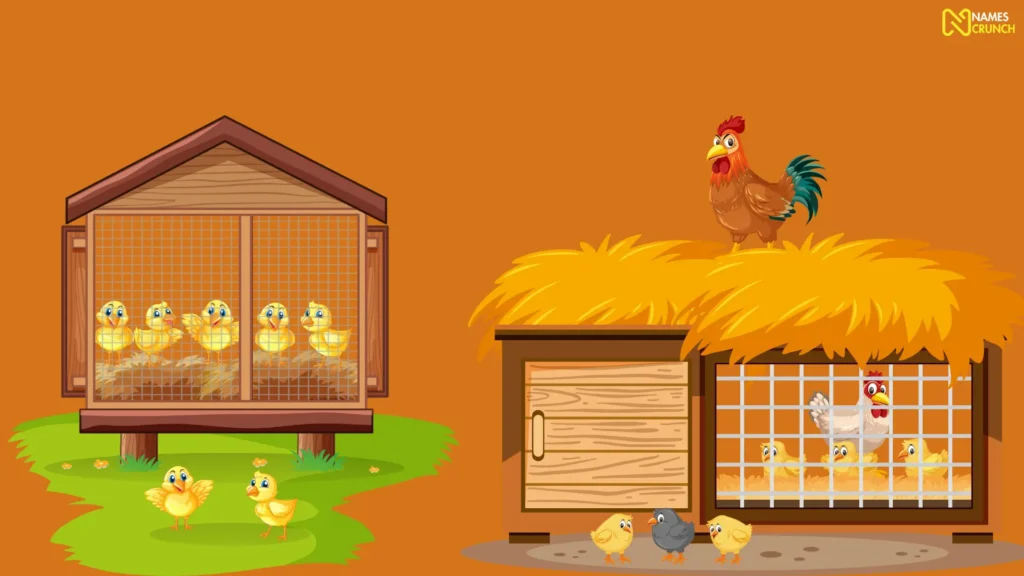 Cool Chicken Coop Names