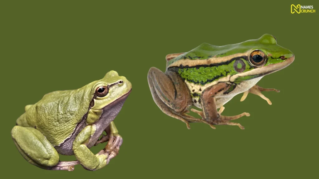 Cute Frog Names