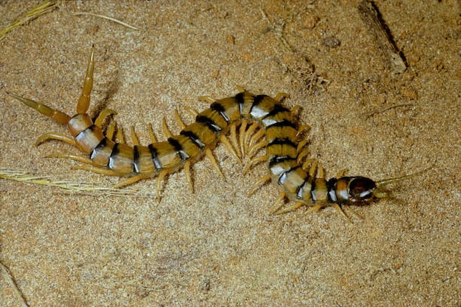 Fear and Courage meaning of centipede