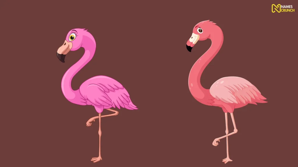 Funny Baby Flamingo Names