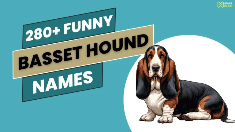 Funny Basset Hound Names