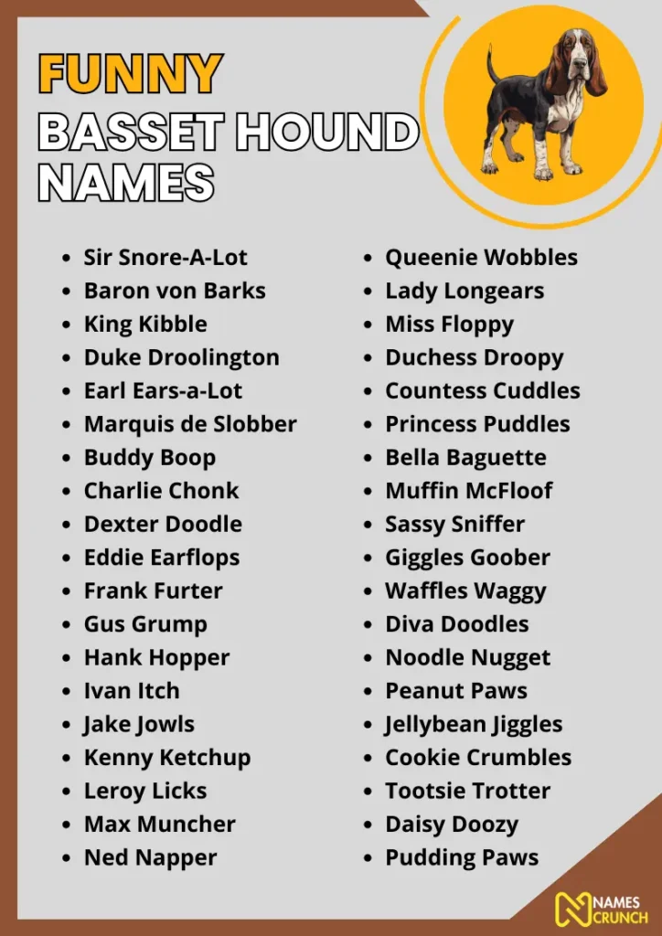 Funny Basset Hound Names infographic