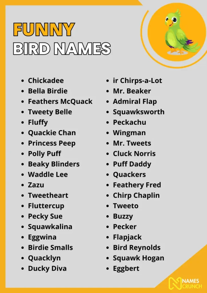 Funny Bird Names infographic