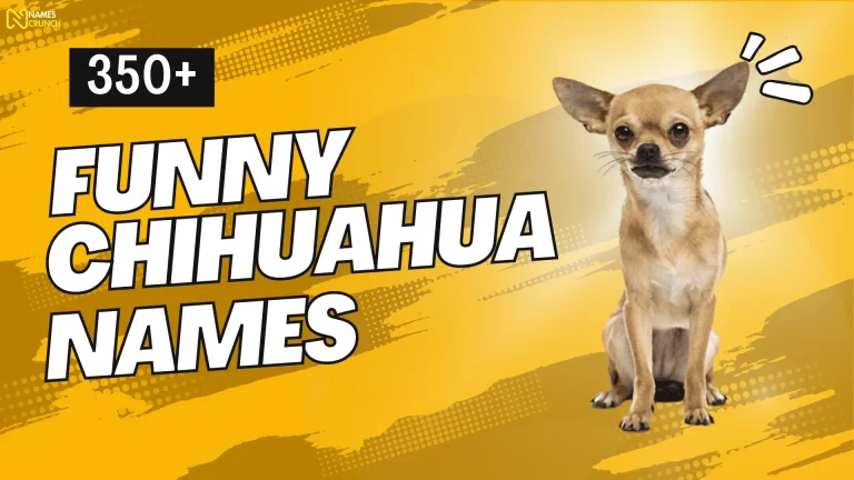 Funny Chihuahua Names