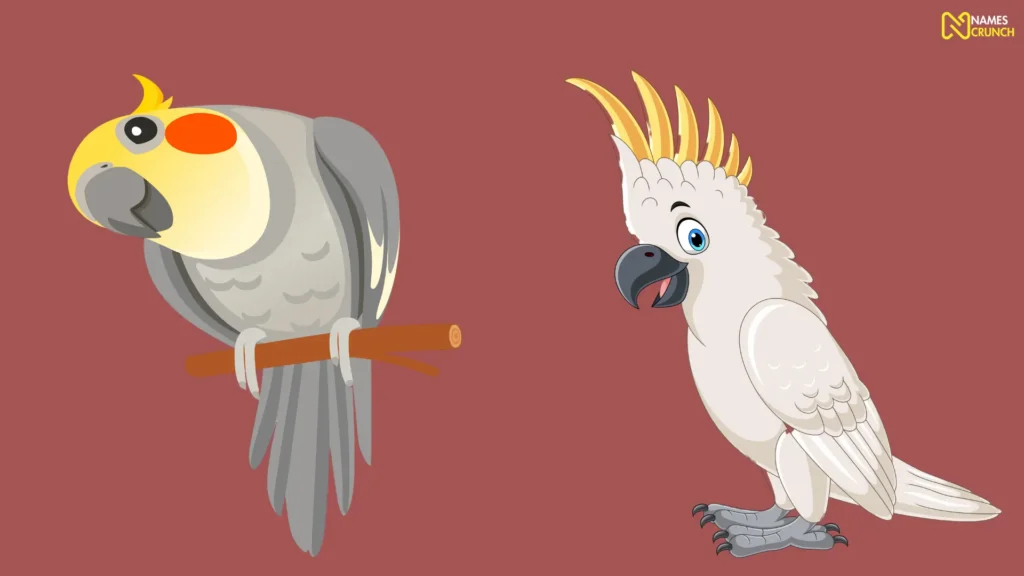 Funny Cockatiel Bird Names