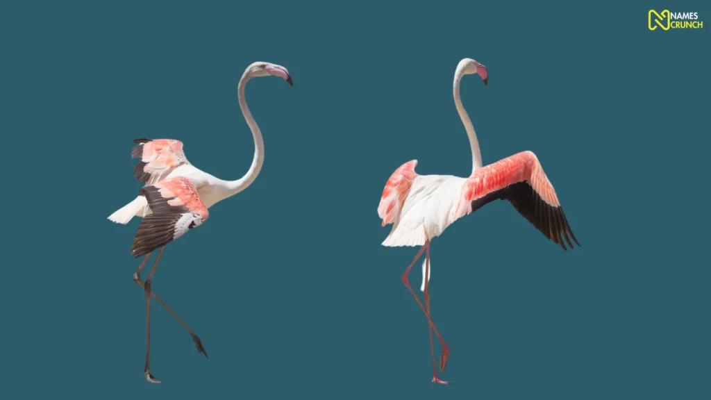 Funny Famous Flamingo Names