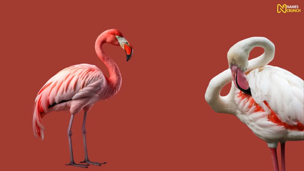 Funny Flamingo Pet Names