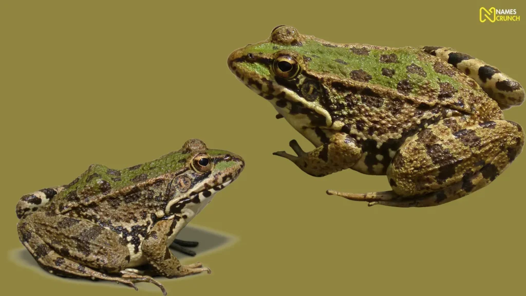 Funny Frog Species Names