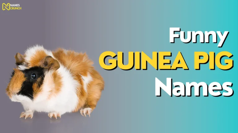 Funny Guinea Pig Names
