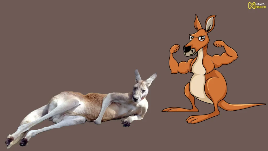 Funny Jacked Kangaroo Names