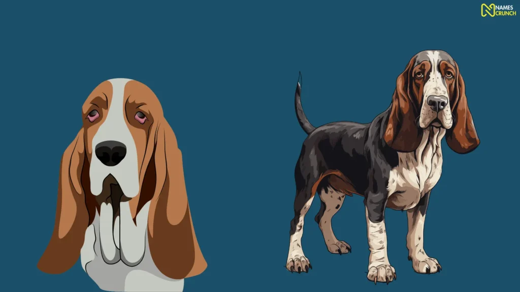 Funny Male Basset Hound Names