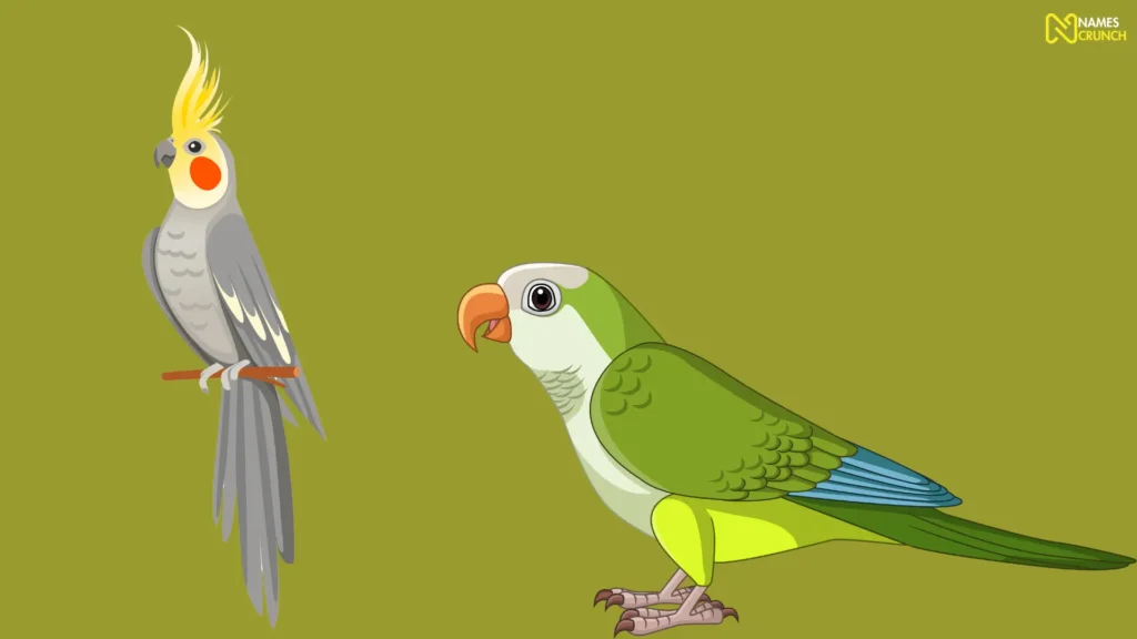 Funny Pet Bird Names