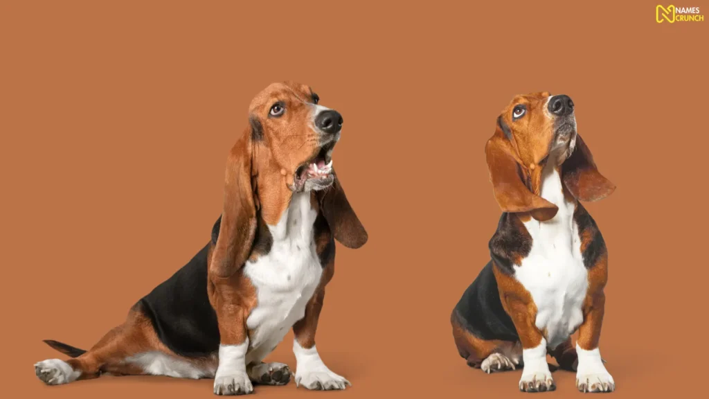 Funny Reddish Brown Basset Hound Names