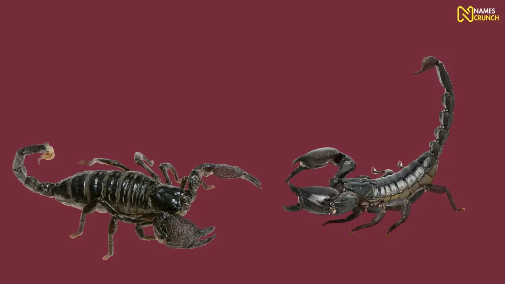 Funny Scorpion Female Names
