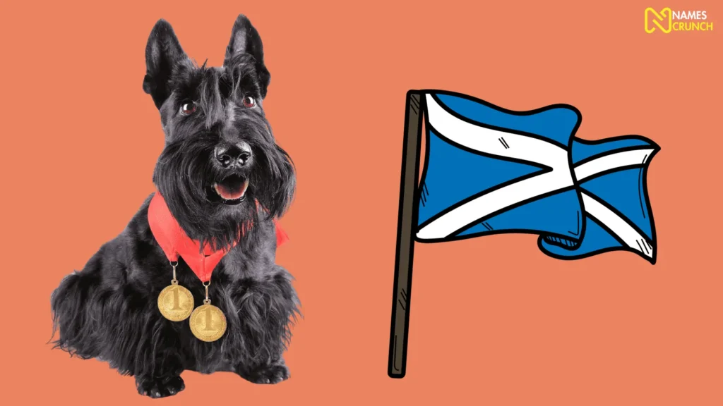 Funny Scottish Names for Dogs