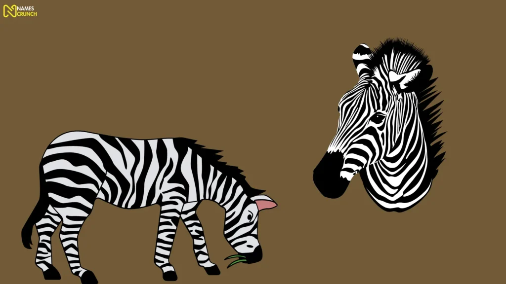 Male Zebra Names