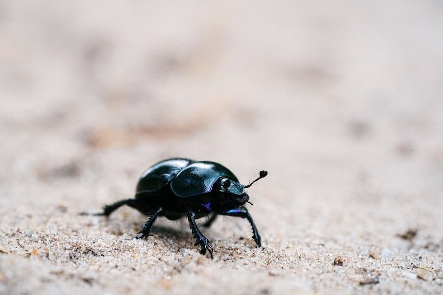 Mythology about Beetles