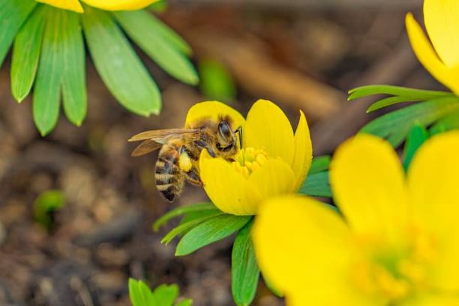 Other Benefits of a Yellow Jacket - pollination of plants