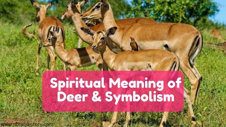 Spiritual Meaning of Deer & it’s Symbolism