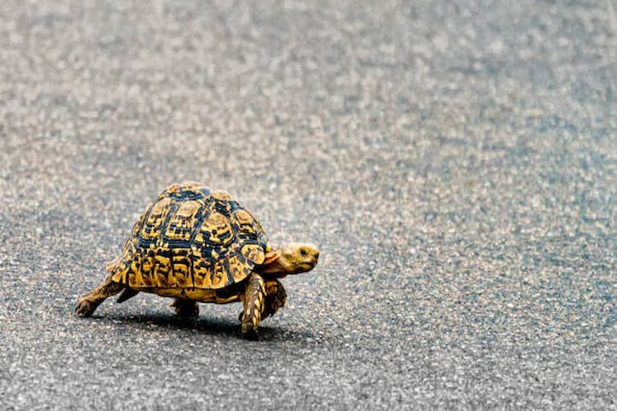 Spiritual Meaning of Turtle Crossing your Path