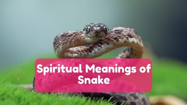 10 Spiritual Meanings of Snake in House, Dream & Symbolisms