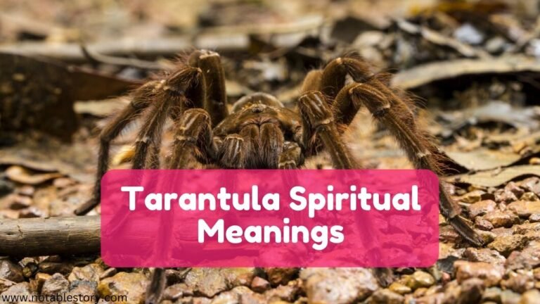 Tarantula Spiritual Meaning & 6 Symbolisms