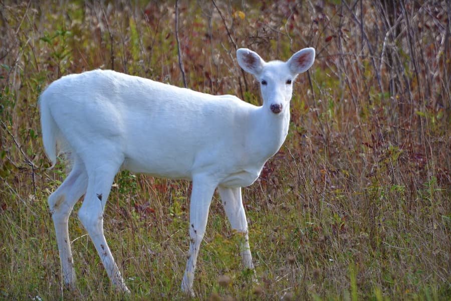 White Deer Symbolism