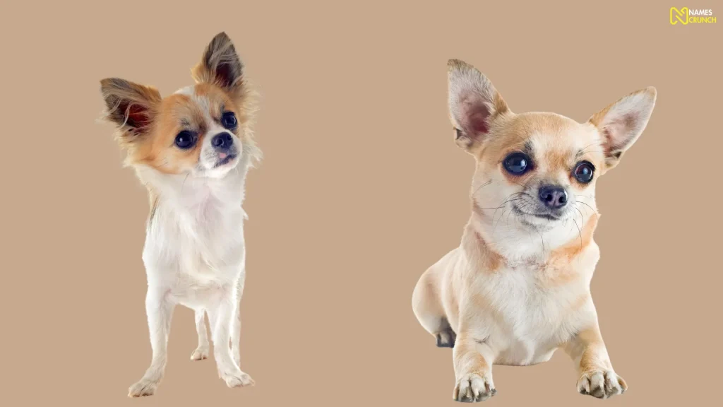 Funny Names for Beverly Hills Chihuahuas