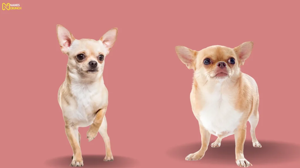 Female Chihuahua Names