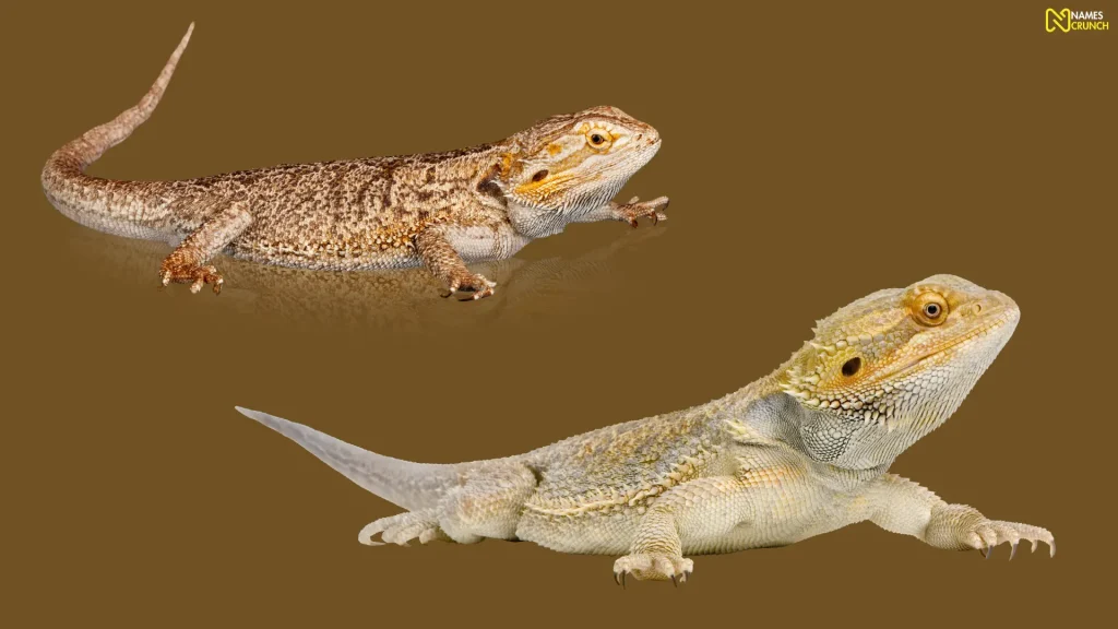 Funny Bearded Dragon Names