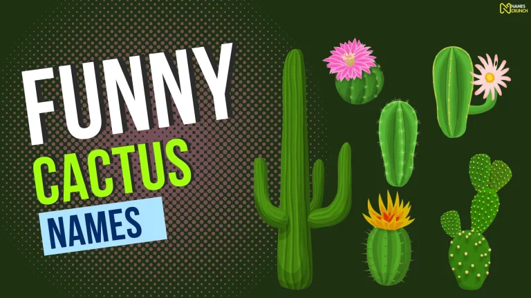 Funny Cactus Names