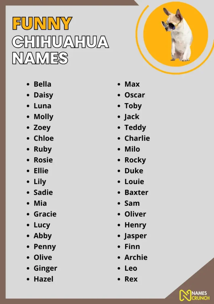 Funny Chihuahua Names infographic