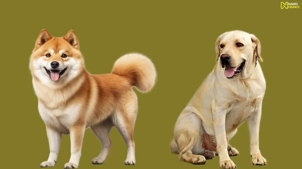 Funny English Dog Names