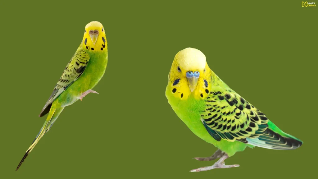 Funny Male Budgie Names