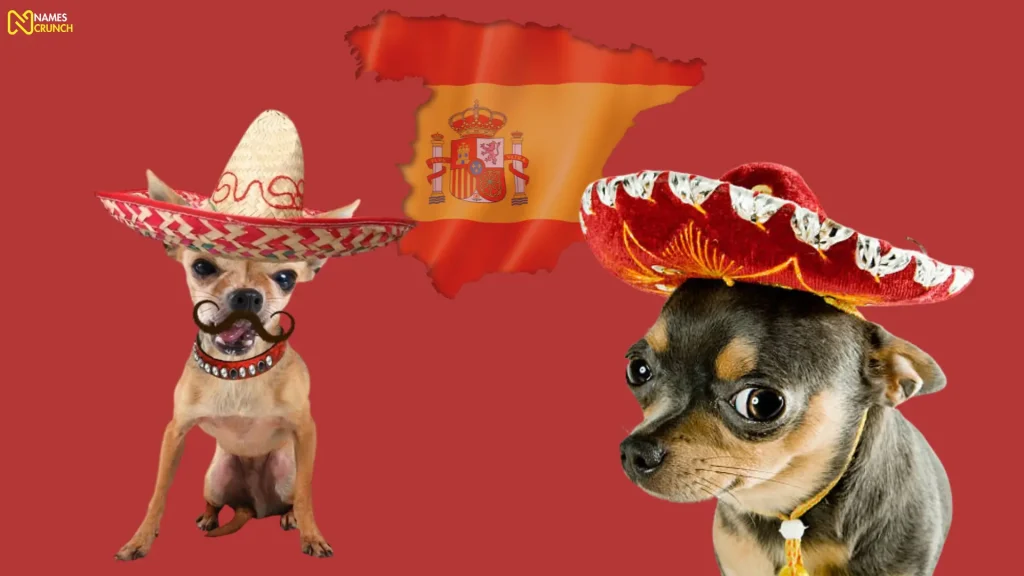 Spanish Chihuahua Names