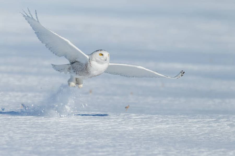 Spiritual Meaning of Snowy Owl