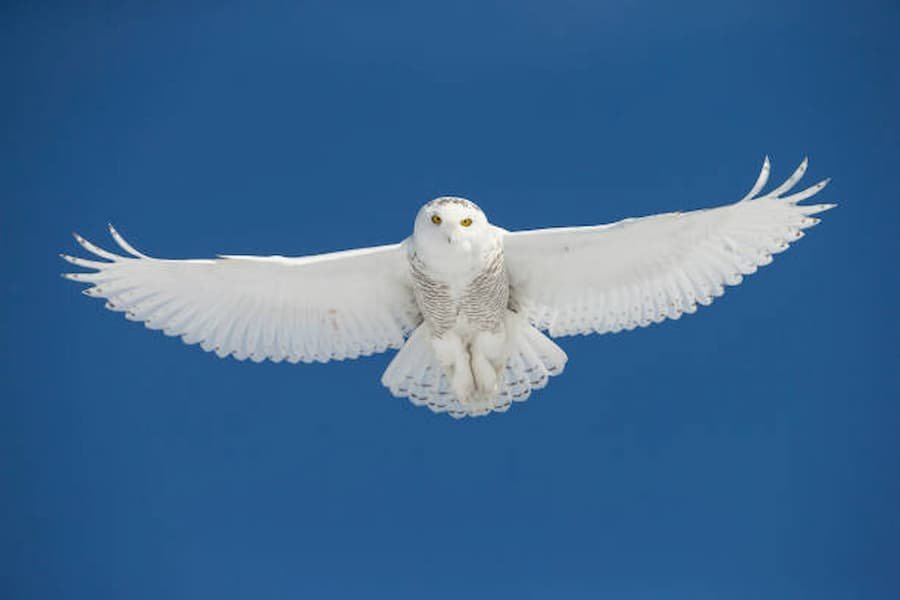 Spiritual Meanings of White a Owl Flying Over You