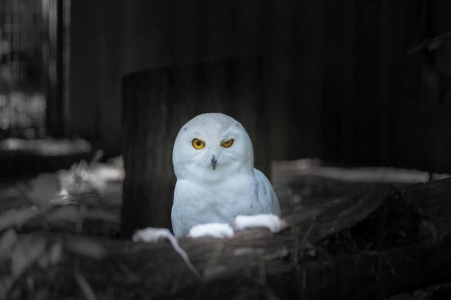 Spiritual Meanings of White a Owl at Night