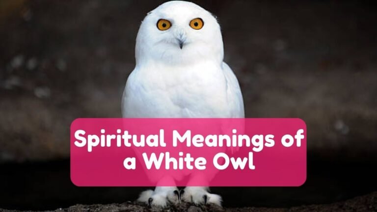 10 Spiritual Meanings of a White Owl in Dream & Symbolisms