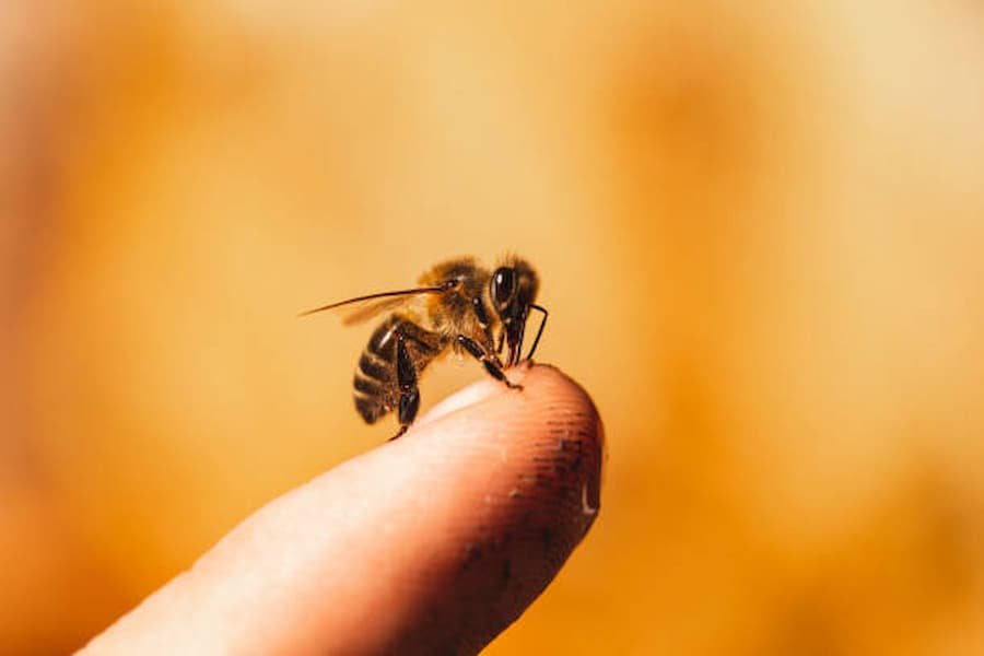 10 Spiritual Meanings of a Bee Sting