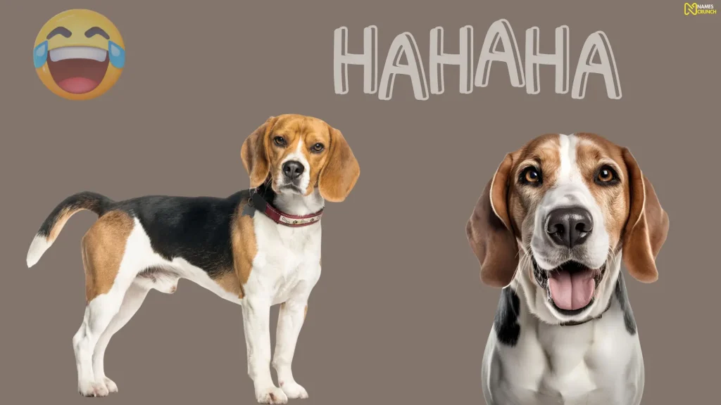 Funny Male Beagle Names