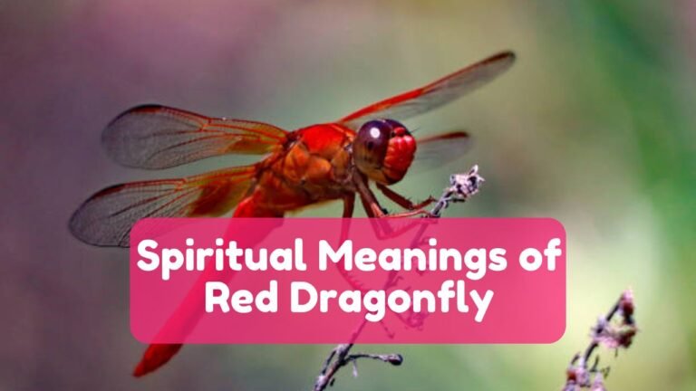 8 Spiritual Meanings of Red Dragonfly and It’s Symbolisms