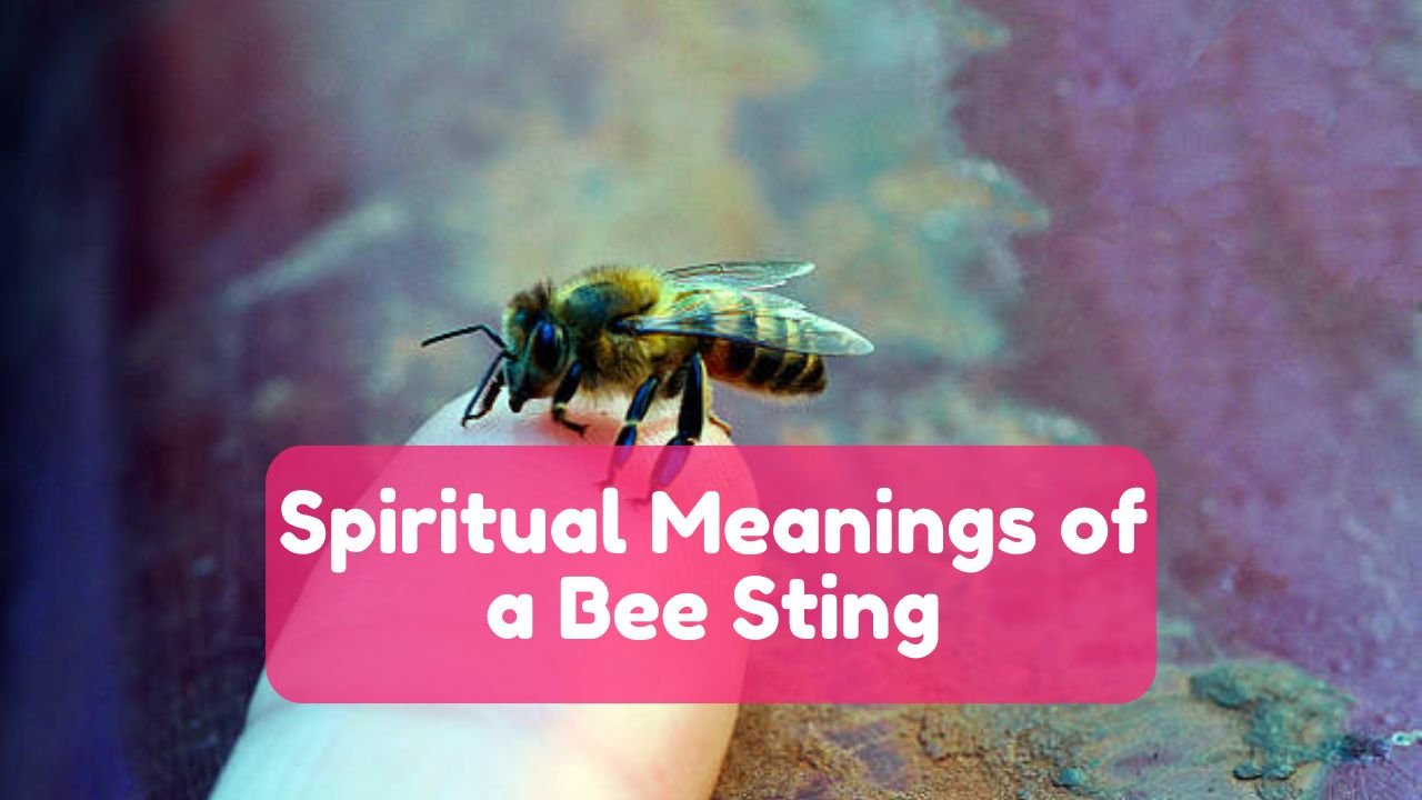 Spiritual Meanings of a Bee Sting